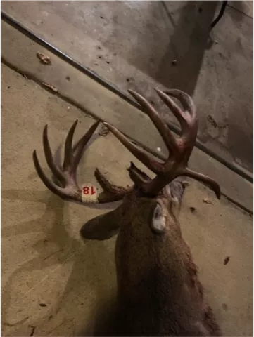 Tagged dead buck