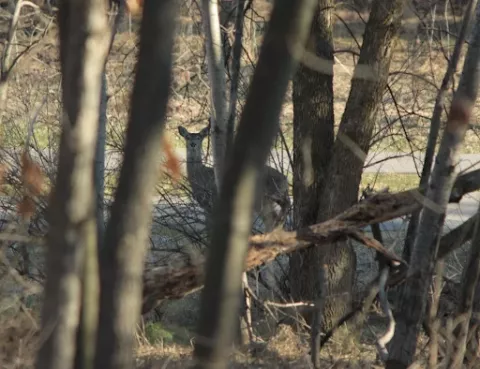 deer looking through trees